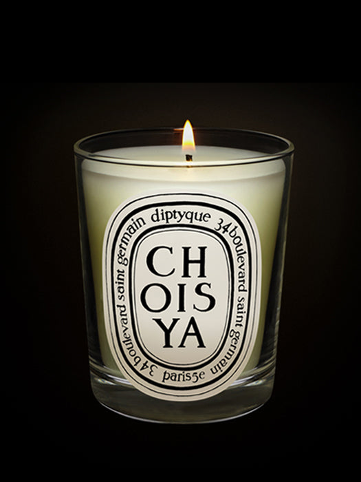 Choisya candle